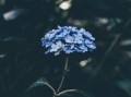 细雨春风花落时，生命的轮回与心灵的感悟