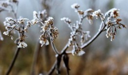 冬日雅韵——品味古诗词中的雪景与温暖