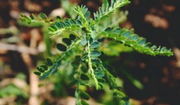 探秘大自然的绿色药箱，药用植物学的奇妙之旅