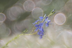 春阴垂野草青青，探索春天的静谧与生机