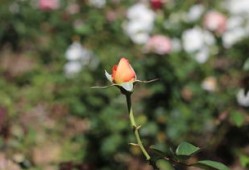 花自飘零水自流，解读相思之美与文化内涵