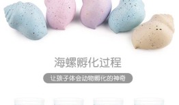 早教DIY：海螺手工制作