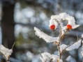 梅花独雪，诗歌中的坚韧与芬芳——解读梅花的艺术魅力与人生启示