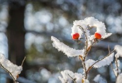 梅花独雪，诗歌中的坚韧与芬芳——解读梅花的艺术魅力与人生启示