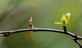 关于桃花的诗词