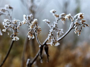 冬日雅韵——品味古诗词中的雪景与温暖