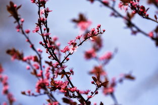 探析春晓之美，古诗词中的季节之韵与人生哲理