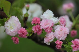 探析菊花之美，中国古代诗词中的象征与韵味