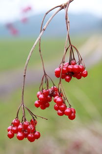 探析莲花之美，中国古代诗词中的象征与哲理