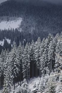 山西大同降大雪，游客白了头成冬日独特风景