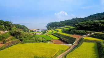 解读特朗普团队与拜登政府签署过渡协议，权力交接的背后与影响