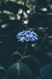 细雨春风花落时，生命的轮回与心灵的感悟