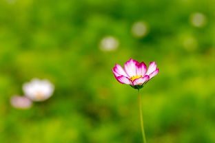 细雨春风花落时，生命的轮回与心灵的感悟