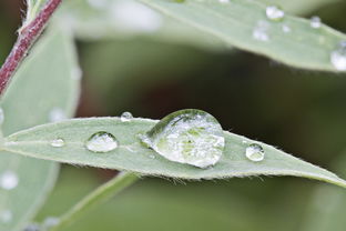 好雨知时节，古诗的魅力与生活启示