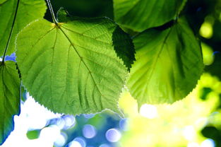 绿色秘密，叶面积指数——揭秘植物生长的生态学关键